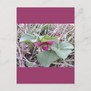 Carte Postale Trilles rouges