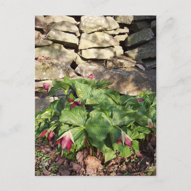 Carte Postale Trillium Au Printemps (Devant)