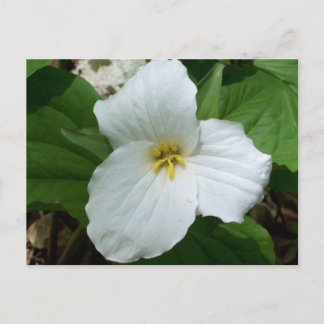 Carte Postale Trillium blanc sauvage