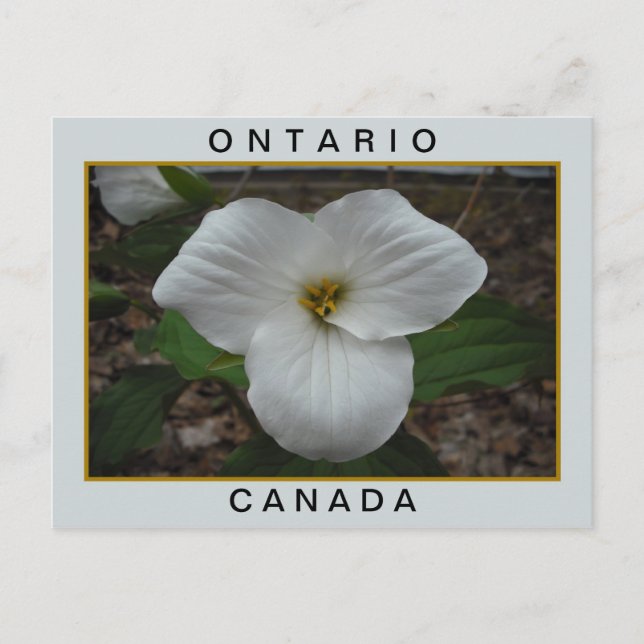 Carte Postale Trillium de l'Ontario, Canada (Devant)