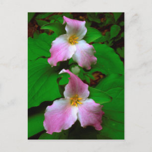 Carte Postale Trillium fleur sauvage