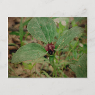 Carte Postale Trillium Flower
