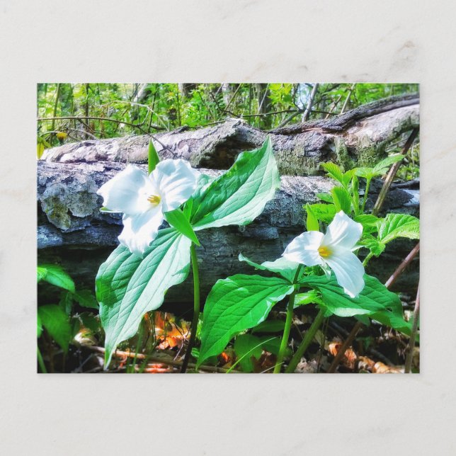 CARTE POSTALE TRILLIUMS (Devant)