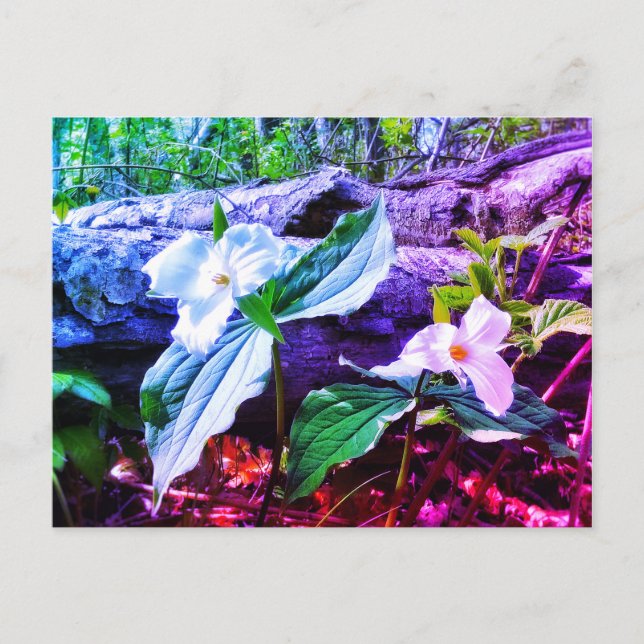 CARTE POSTALE TRILLIUMS RAINBOW (Devant)