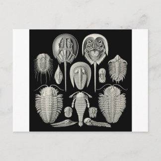 Carte Postale Trilobite !