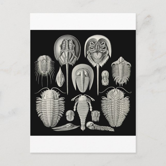 Carte Postale Trilobite ! (Devant)