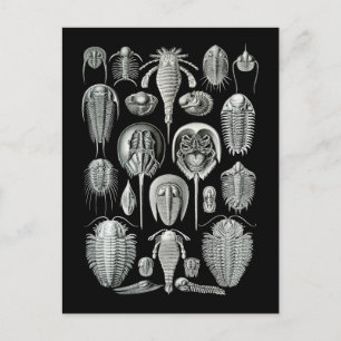 Carte Postale Trilobites et scorpions de mer