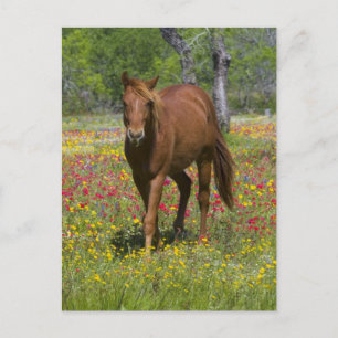 Carte Postale Trimestre Cheval en Champ de Fleur sauvage