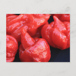 Carte postale Trinidad Moruga Scorpion Chili Peppe