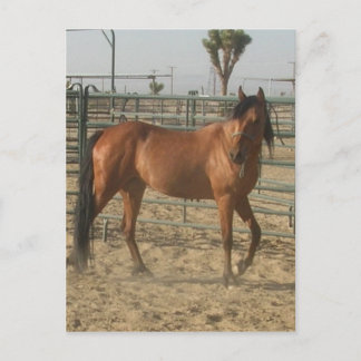 Carte Postale "Trinket"