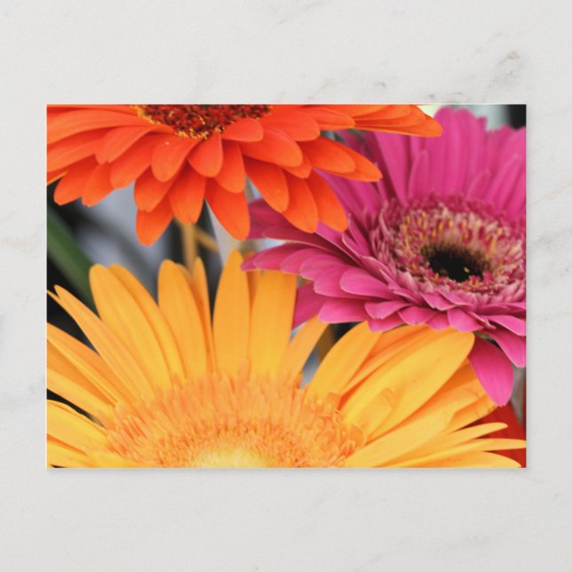 Carte Postale Trio (Devant)