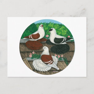 Carte Postale Trio couleur Pigeon