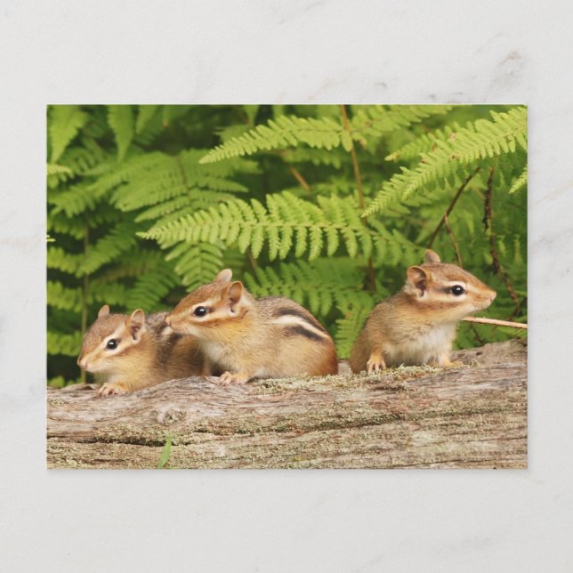 Carte Postale Trio de bébés tamias curieux (Devant)