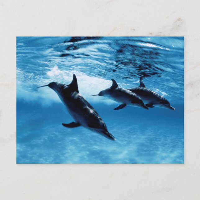 Carte Postale Trio de Dolphins (Devant)