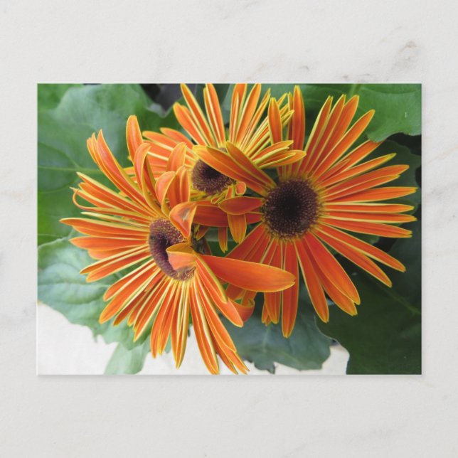 Carte Postale Trio de fleurs orange (Devant)