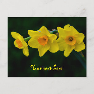Carte postale Trio de jonquilles
