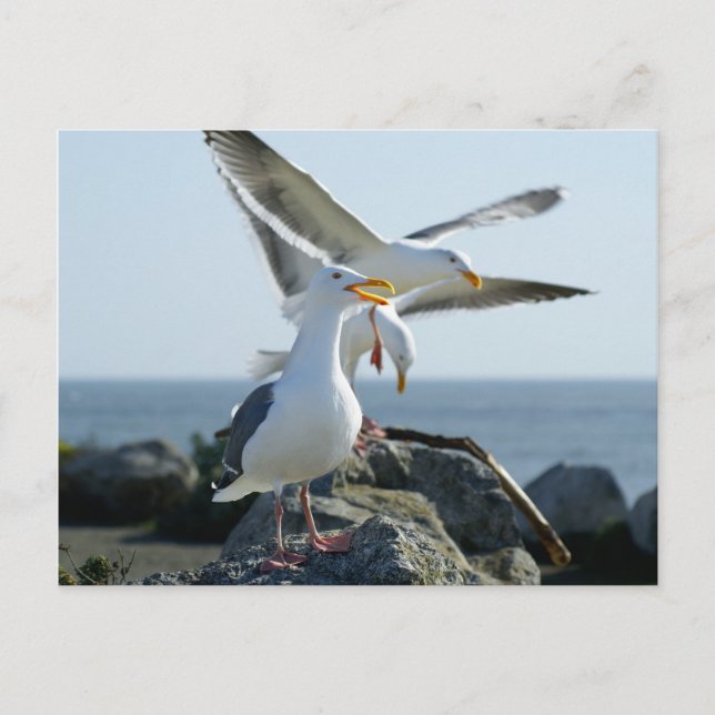 Carte Postale Trio de mouette (Devant)