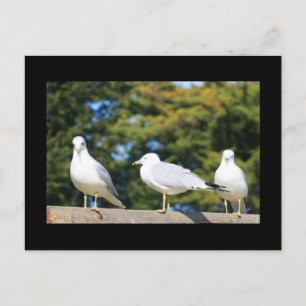 Carte Postale Trio De Mouettes