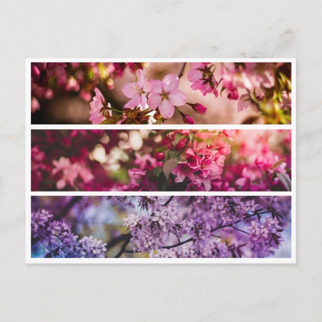 Carte Postale Trio floral dégradant (Devant)