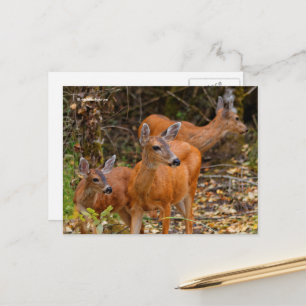 Carte Postale Trio superbe de cerfs de queue noire dans la forêt
