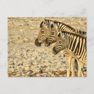Carte Postale trio zèbre