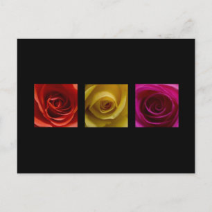 Carte Postale Triptyque Rose orange rose jaune