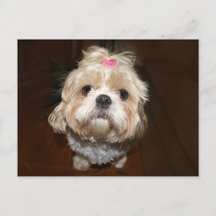 Carte Postale triste shih tzu
