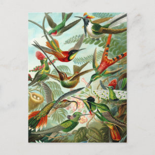 Carte postale : Trochilidae ("Colibris") de Haecke