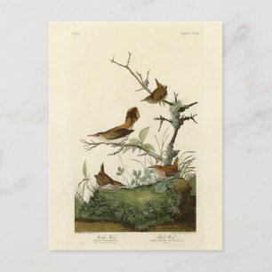 Carte Postale Troglodyte mignon, Troglodyte des rochers, Les Ois