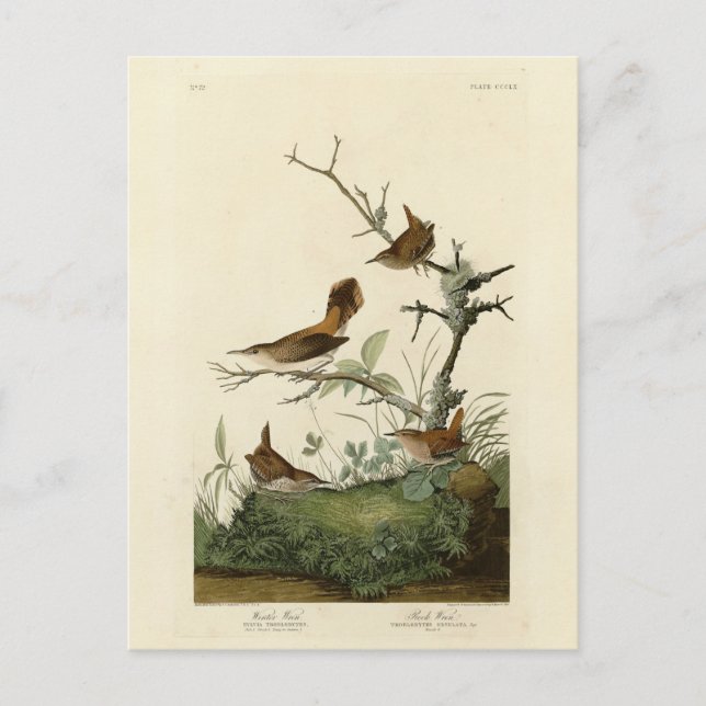 Carte Postale Troglodyte mignon, Troglodyte des rochers, Les Ois (Devant)