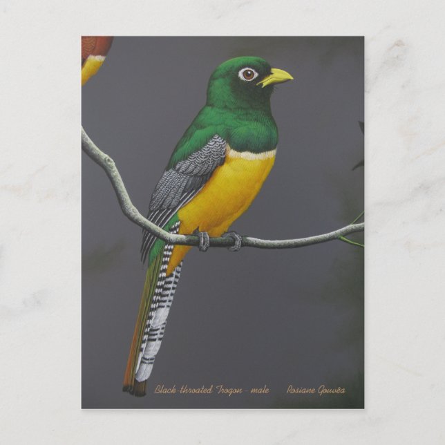 Carte Postale Trogon à gorge noire - mâle (Devant)