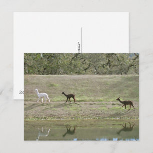 Carte postale – Trois alpagas