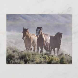 Carte Postale Trois Amigos