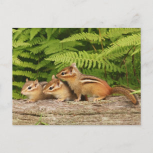 Carte Postale trois babioles