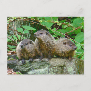 Carte Postale Trois Bébés