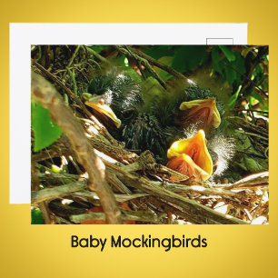 Carte Postale Trois bébés moqueurs dans la photo de faune nichée