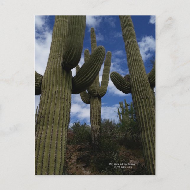 Carte Postale Trois cactus géants du Saguaro avec ciel bleu et n (Devant)