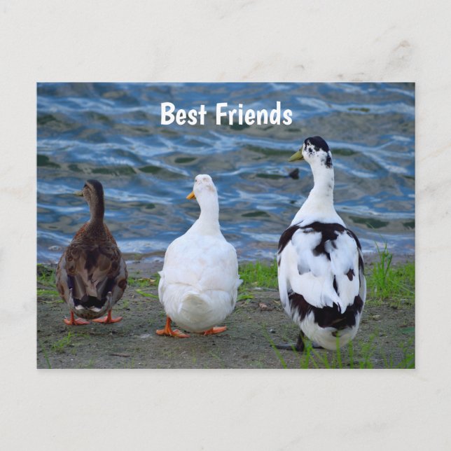 Carte Postale Trois Canards De Ligne (Devant)