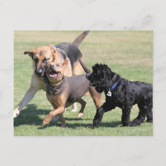 Carte Postale Trois Canines