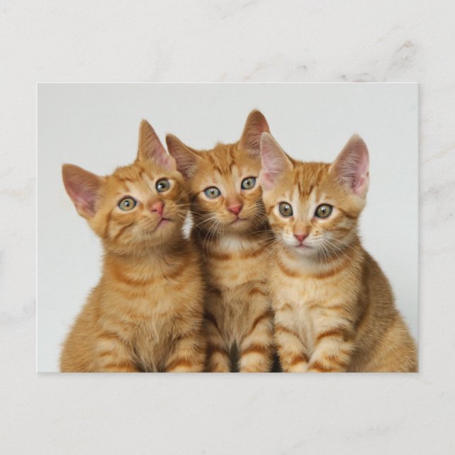 Carte Postale Trois chatons au gingembre mignon côte à côte (Devant)