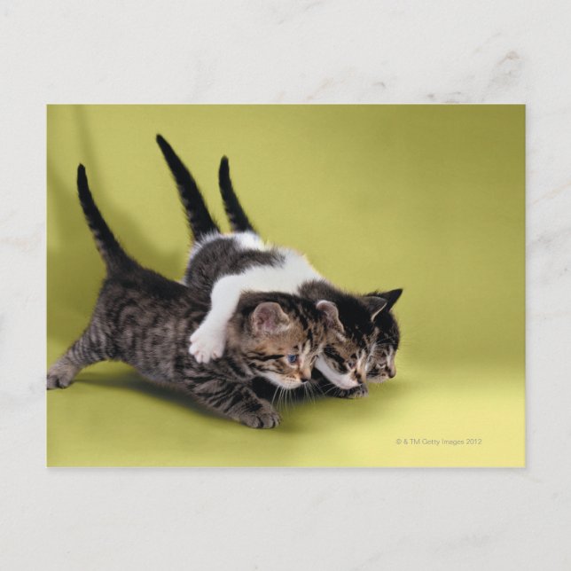 Carte Postale Trois chatons se serrant dans leurs bras (Devant)