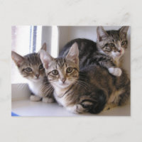 Trois chatons Tabby