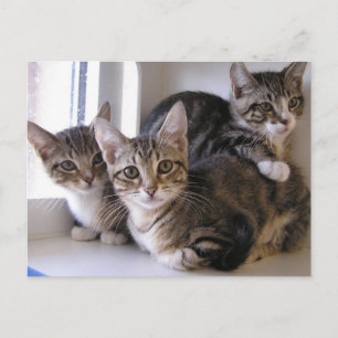 Carte Postale Trois chatons Tabby