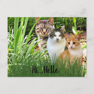 Carte Postale Trois chats Tabby dans le jardin "Bonjour"