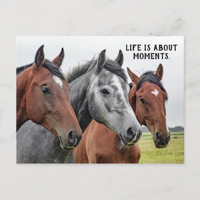 Carte Postale Trois Chevaux - "La vie, c'est des moments." (Devant)