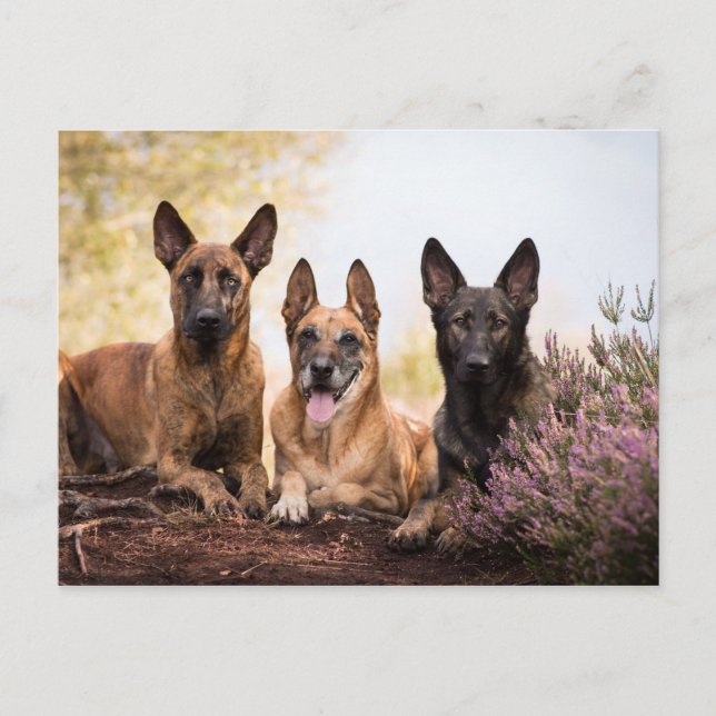 Carte Postale Trois chiens (Devant)