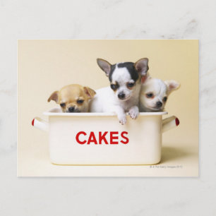 Carte Postale Trois Chihuahua