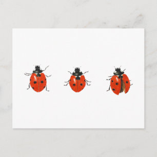 Carte Postale Trois coccinelles 2013