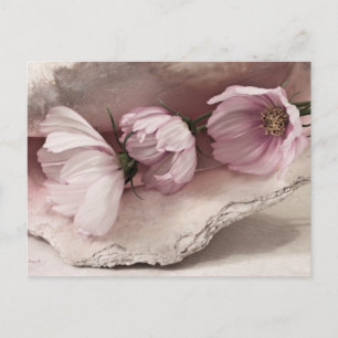 Carte Postale Trois cosmos roses