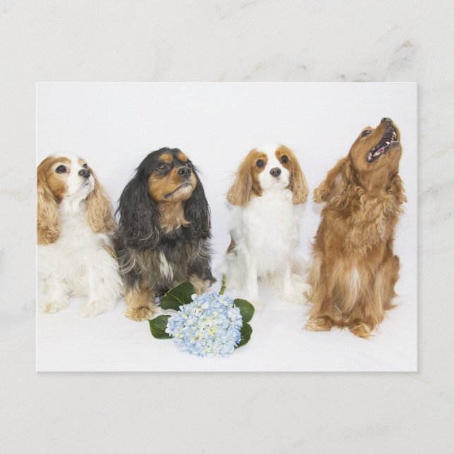 Carte Postale Trois couleurs du roi Cavalier Charles Spaniels (Devant)